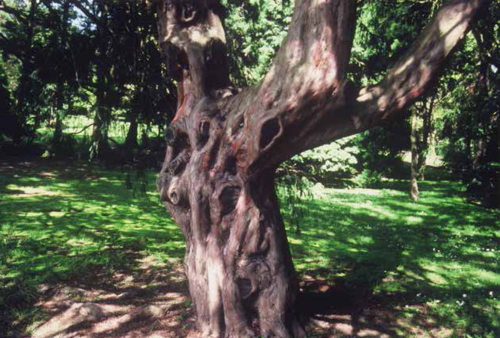 This grand yew tree is one of 20,000 living plants in the National Botanic Gardens, founded in 1795 by the Dublin Society.