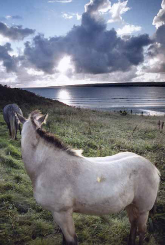 A sunlit horse in County Claire overlooks the Atlantic Ocean.&lt;br/&gt;Ponies and horses have always been an integral part of life in Ireland.