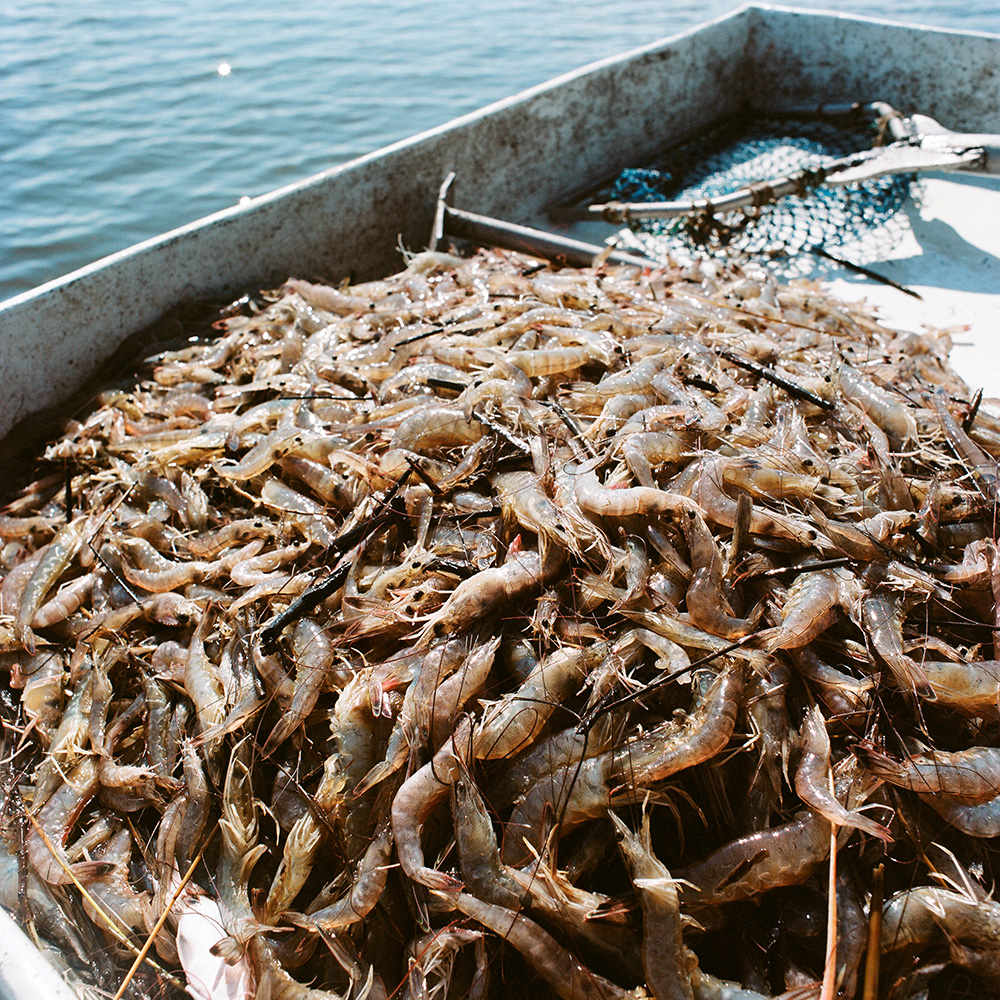 Brown shrimp on the sorting table of a shrimp boat.