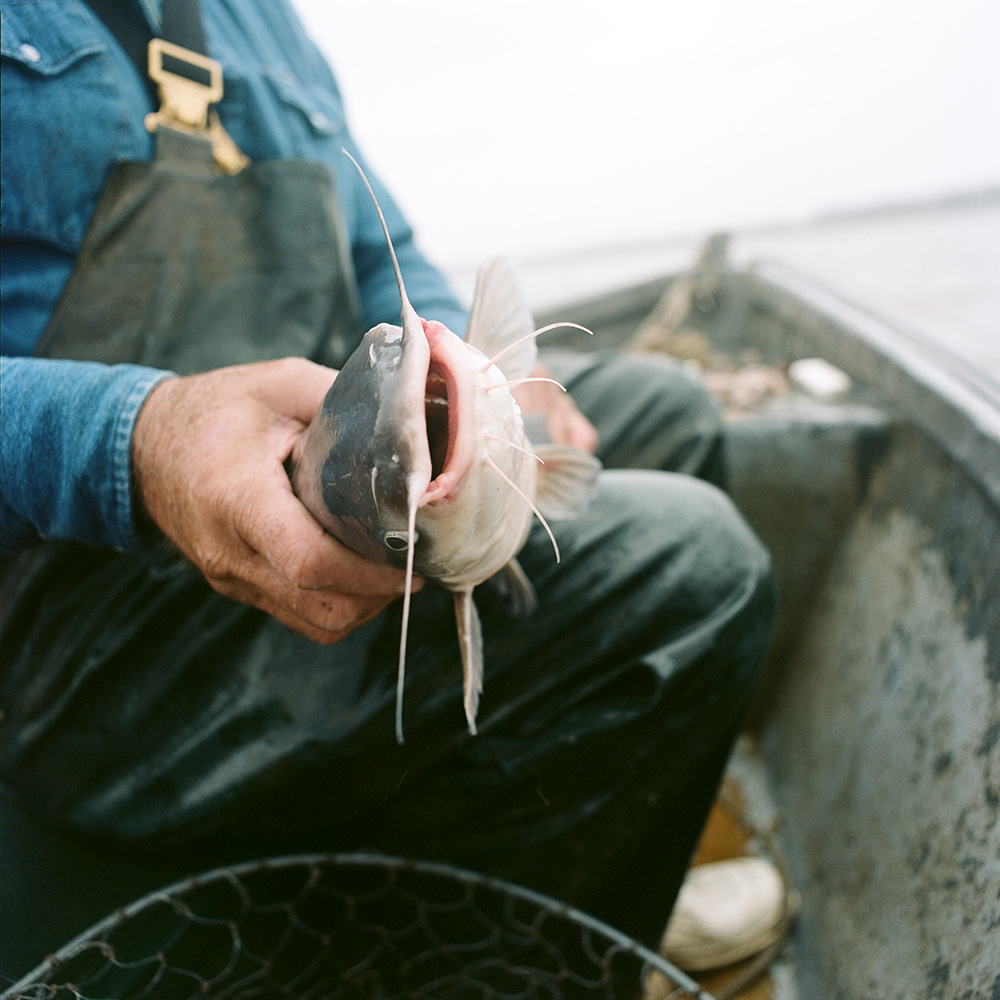 Catfish pulled from Lake Pontchartrain, 2013.