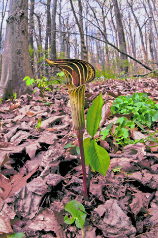The flower of a Jack-in-the-pulpit (&lt;i&gt;Arisaema triphyllum&lt;/i&gt;). (© Susan Austin Roth)