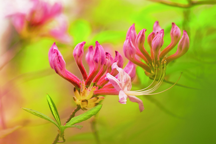 Blossoms of Pinxterbloom azalea (&lt;i&gt;Rhododendron periclymenoides&lt;/i&gt;). (© Susan Austin Roth)