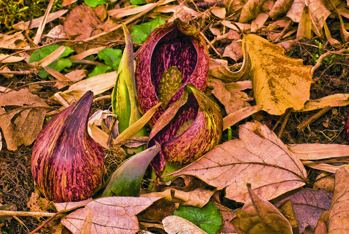 Flowers of skunk cabbage (&lt;i&gt;Symplocarpus foetidus&lt;/i&gt;). (© Susan Austin Roth)