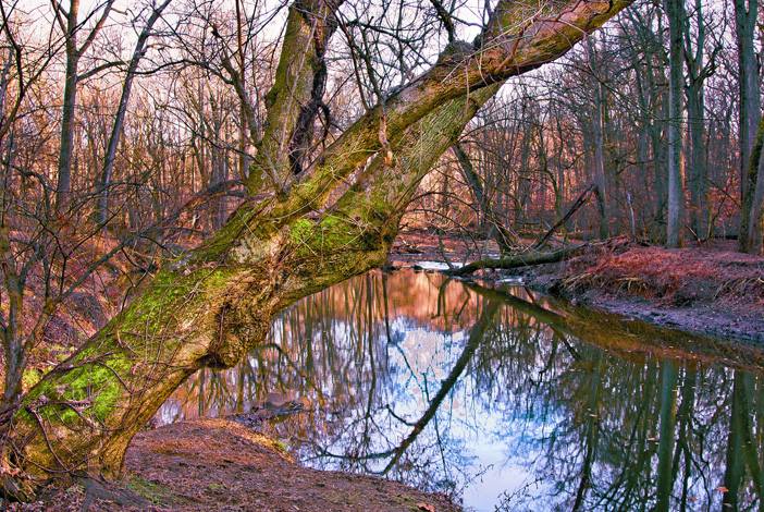 The moss-covered trunk of a boxelder (&lt;i&gt;Acer negundo&lt;/i&gt;) leans over Rock Creek. (© Susan Austin Roth)