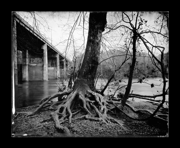 Tree and Roots, Percival’s Island, Lynchburg, Virginia, James River, 2012