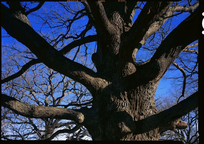 One of the fifteen massive white oaks. (© Stephen Longmire)