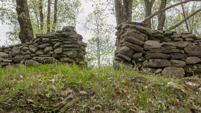 On Nipmuc and Pocumtuck homelands. A traditional New England stone wall, built in 1806. Shutesbury, also known as Kingyiwngwalak, 2020.