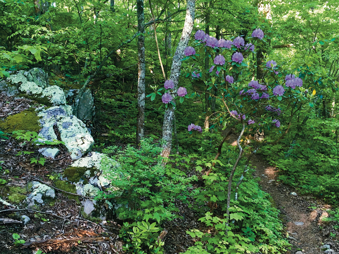 Thickets of rhododendron (&lt;i&gt;Rhododendron catawbiense&lt;/i&gt;), interspersed among oak, hickory, and other hardwoods, contrast and grace the AT with vibrant color.