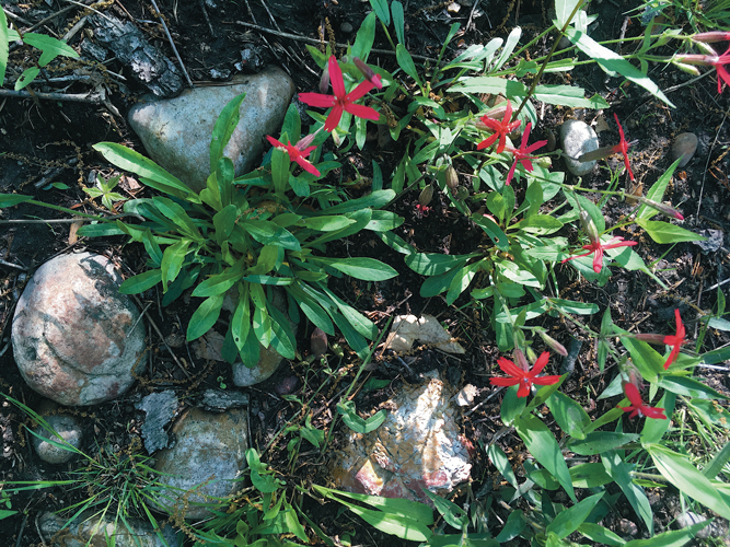 Fire pink (Silene virginica) is common on rocky slopes, and its principal pollinator is the ruby-throated hummingbird. 