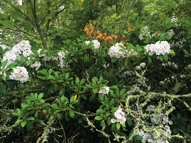 In addition to offering stunning views and unusual rock formations, the spur trail to Kelly Knob delights with flowering vegetation, including (foreground) mountain laurel (&lt;i&gt;Kalmia latifolia&lt;/i&gt;) and (background) wild azaleas (&lt;i&gt;Rhododendron calendulaceum&lt;/i&gt;) in flaming orange.