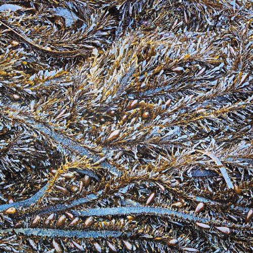Intertwined feather boa kelp (Egregia menziesii), Face Rock Beach, OR: 2014