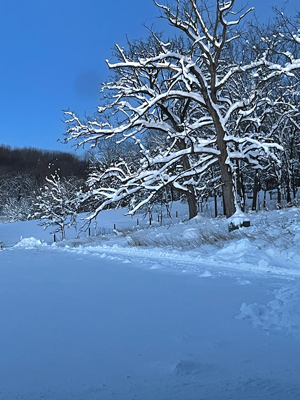 Bur Oak trees, Prairie Trace Farm.