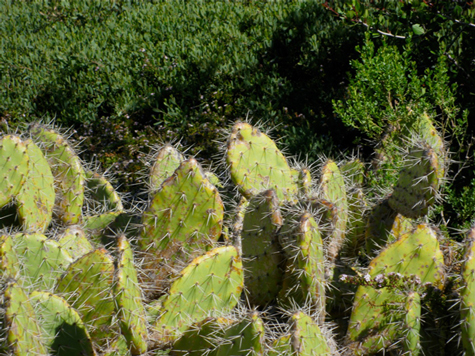 Healthy prickly pear cactus on a hill nearby