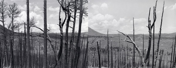 Views of the meadow from Mount Pisgah, 1989 (left) and 1999 (right)