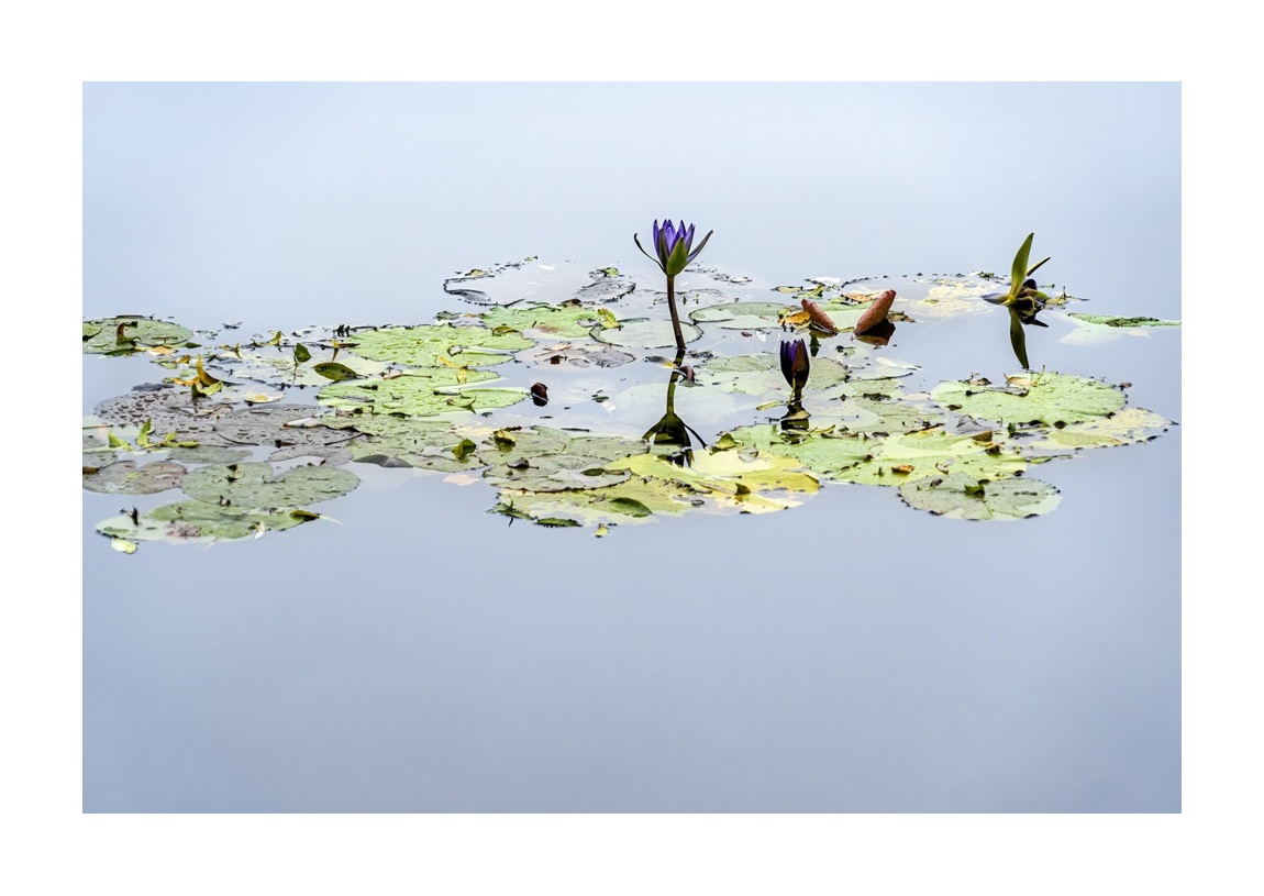 Giverny Russek 02