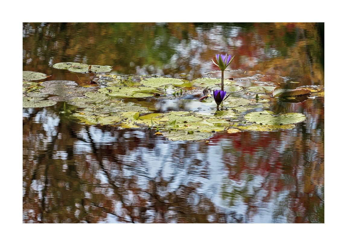 Giverny Russek 03