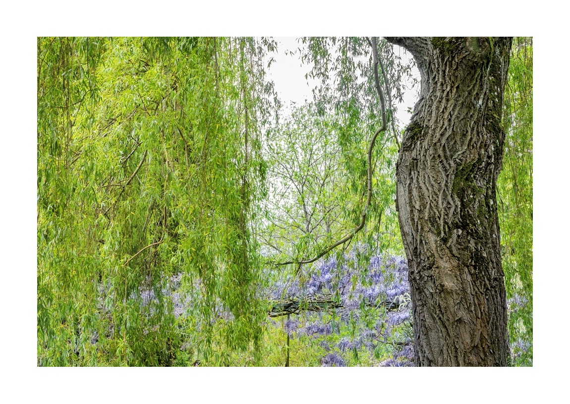 Giverny Russek 05