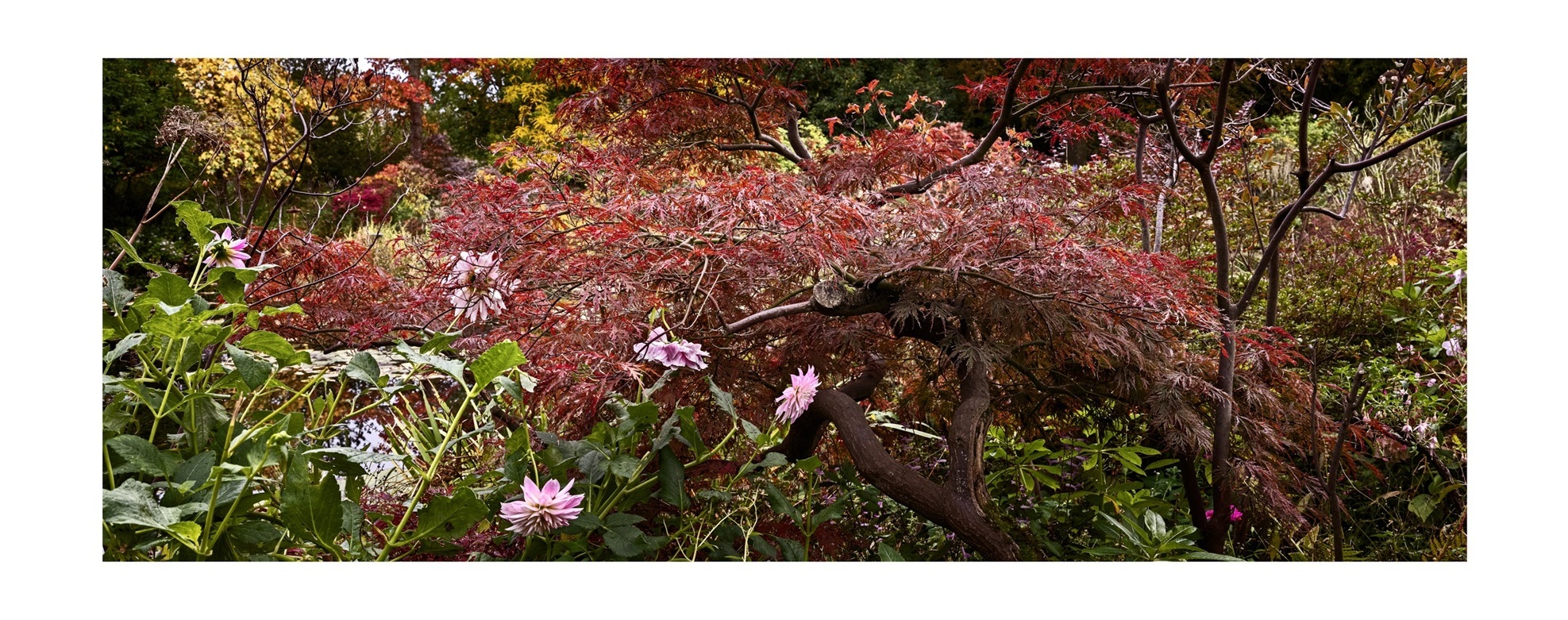Giverny Schienbaum alt 03