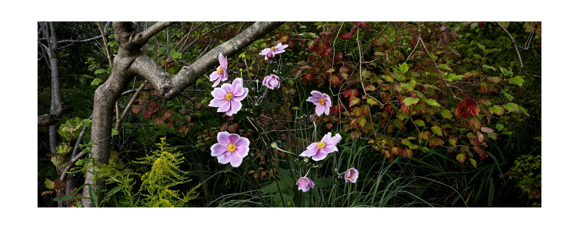 Giverny Schienbaum alt 05
